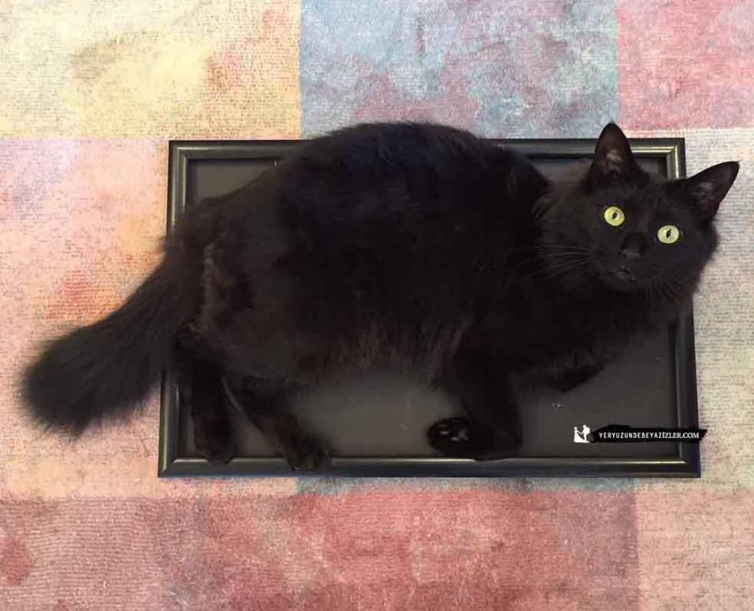 DUBAİ'YE KEDİMİZİ NASIL GETİRDİK?